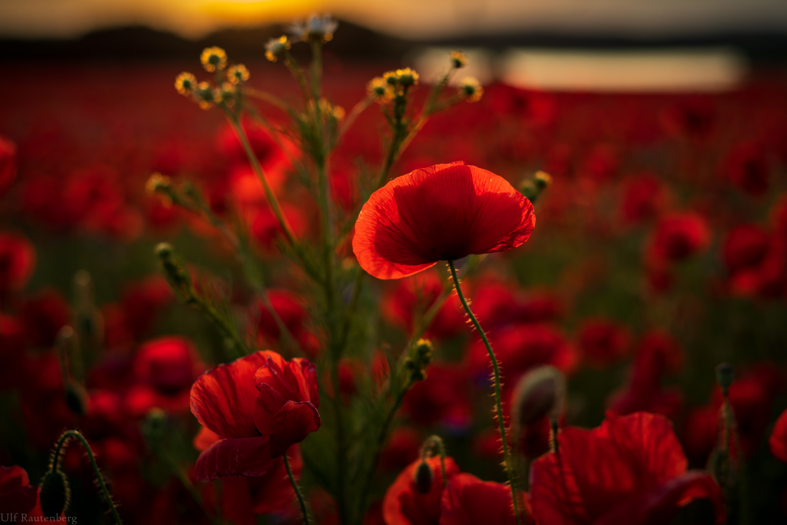 Mohn im Abendlicht