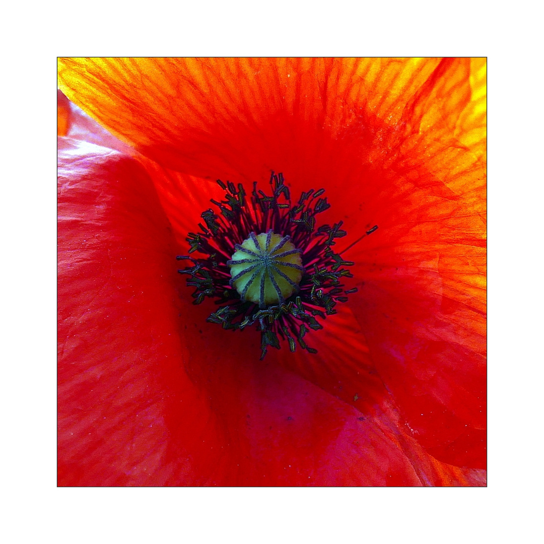 Mohn im Abendlicht.