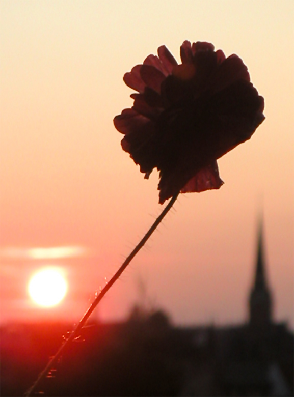 mohn im abendlicht