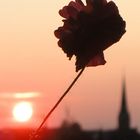 mohn im abendlicht