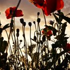 Mohn im Abendlicht