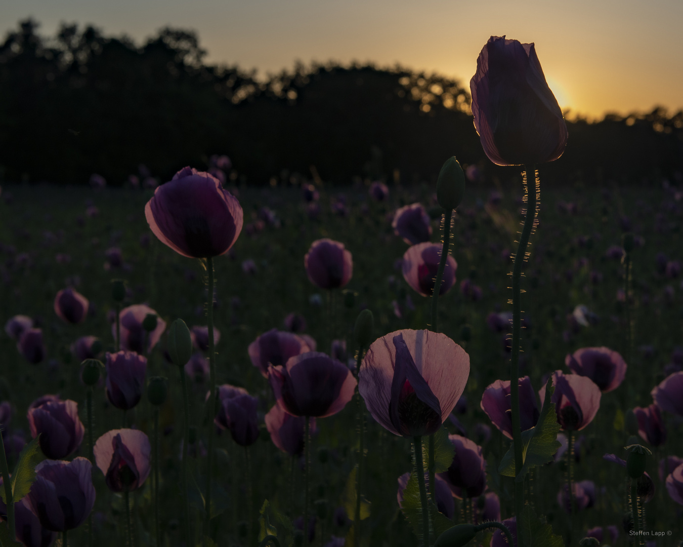 MOHN im Abendlicht