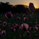 MOHN im Abendlicht