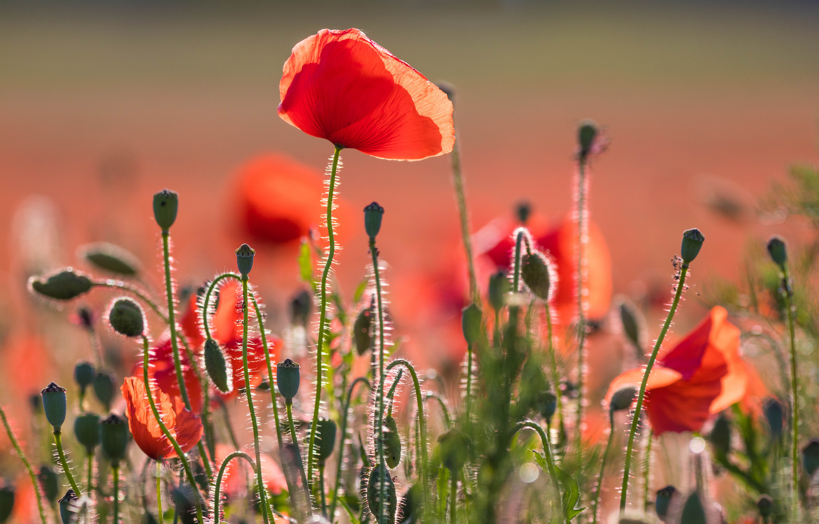 Mohn im Abendlicht