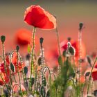 Mohn im Abendlicht