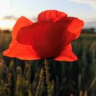 Mohn im Abendlicht