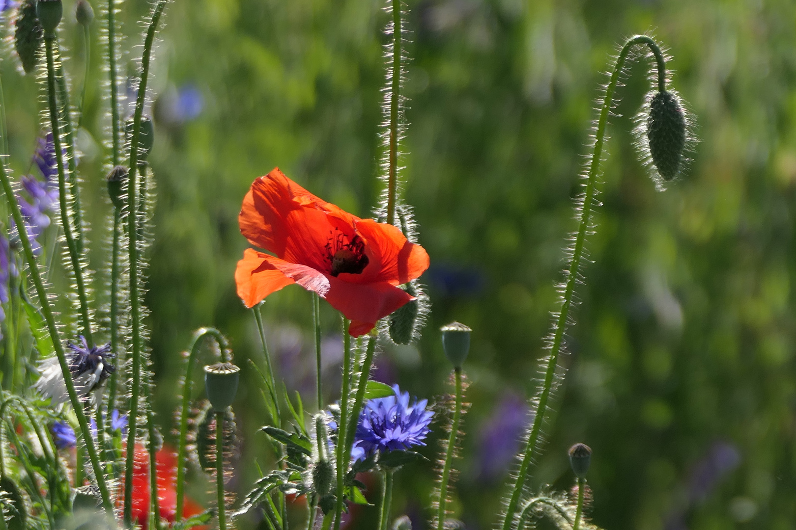 Mohn im Abendlicht