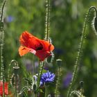 Mohn im Abendlicht