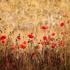 Mohn im Abendlicht