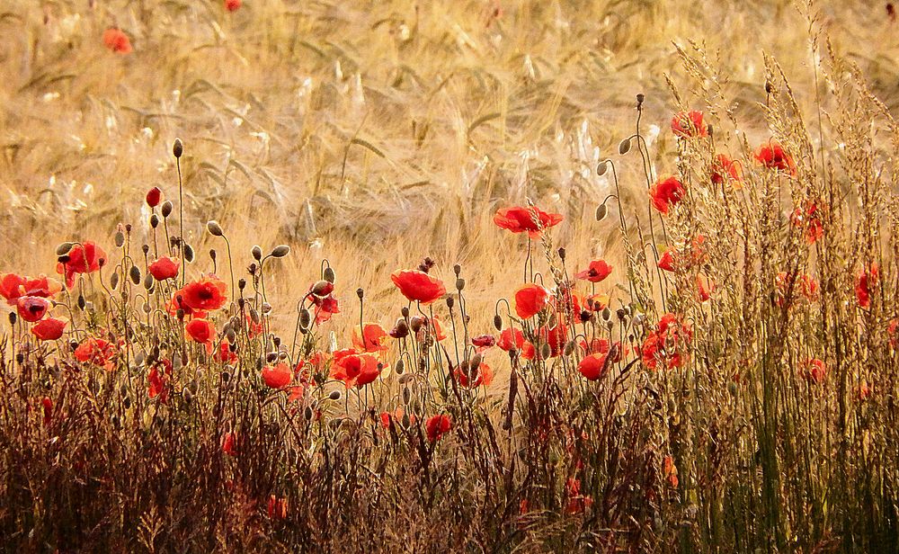 Mohn im Abendlicht