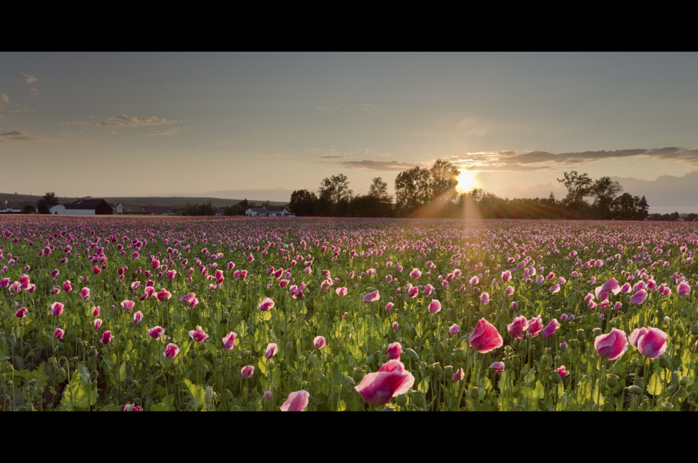 Mohn im Abendlicht