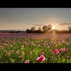 Mohn im Abendlicht