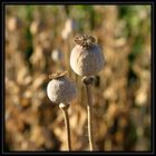 Mohn im Abendlicht