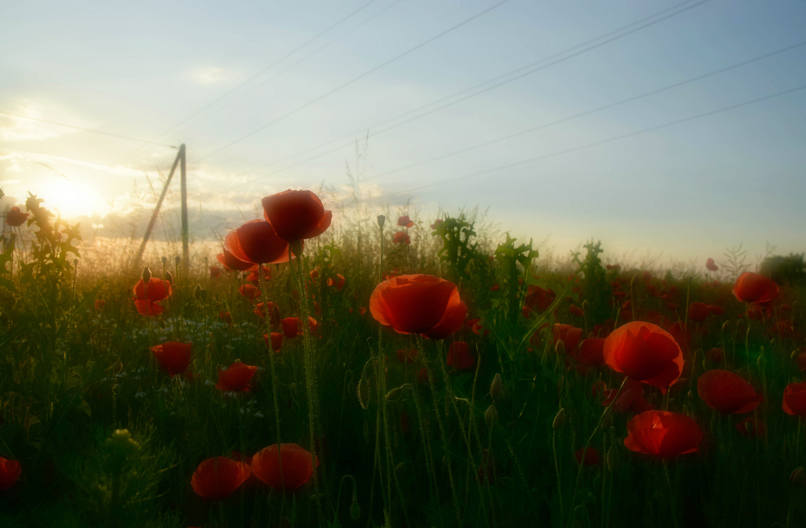 Mohn im Abendlicht