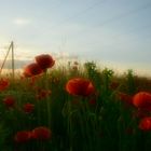 Mohn im Abendlicht