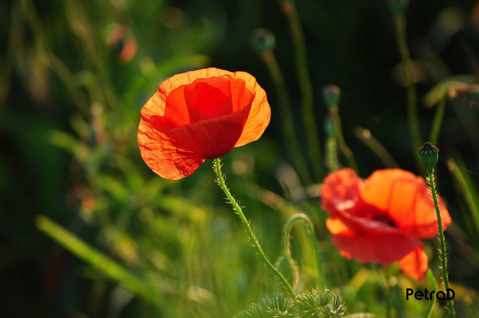 Mohn im Abendlicht