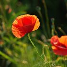 Mohn im Abendlicht