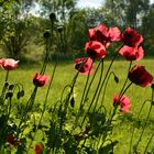 Mohn im Abendlicht ?