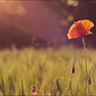 Mohn im Abendlicht