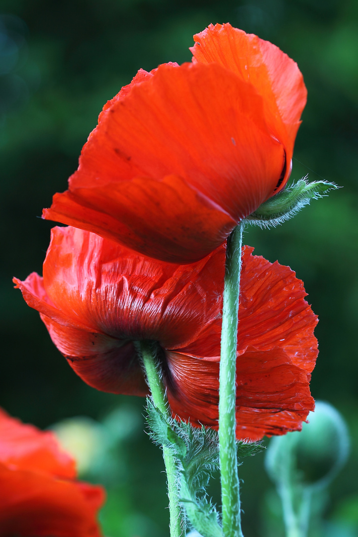 Mohn im Abendlicht