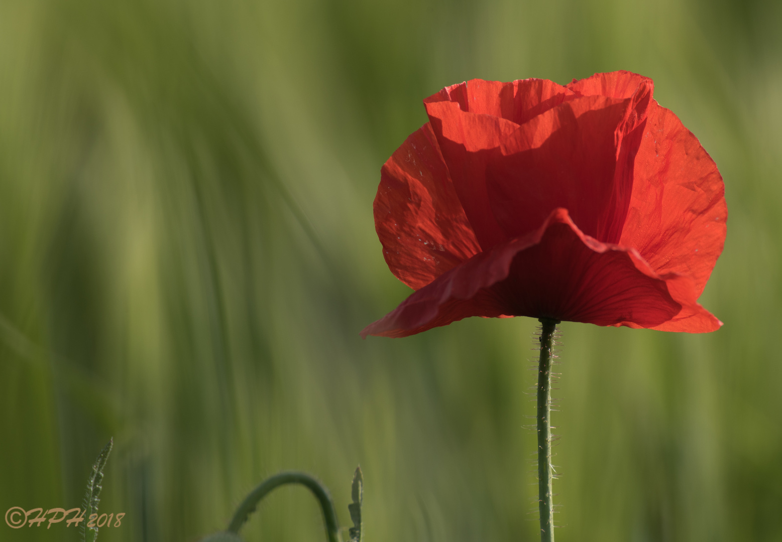 Mohn im Abendlicht