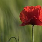 Mohn im Abendlicht