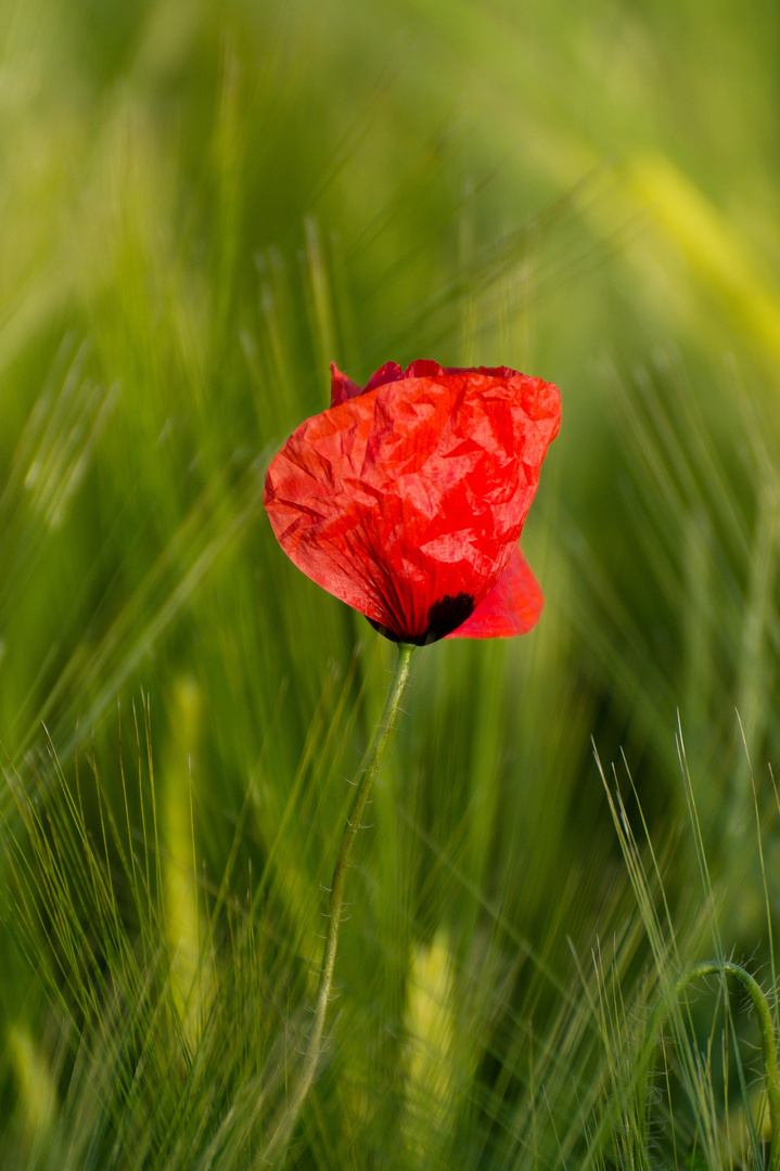 Mohn im Abendlicht