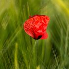 Mohn im Abendlicht