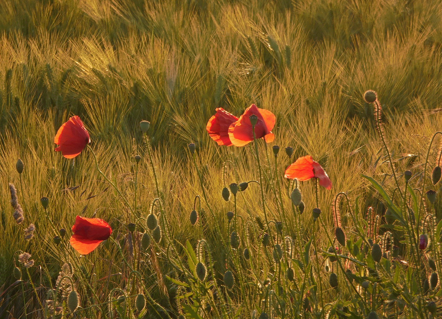 Mohn im Abendlicht