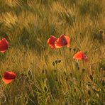 Mohn im Abendlicht