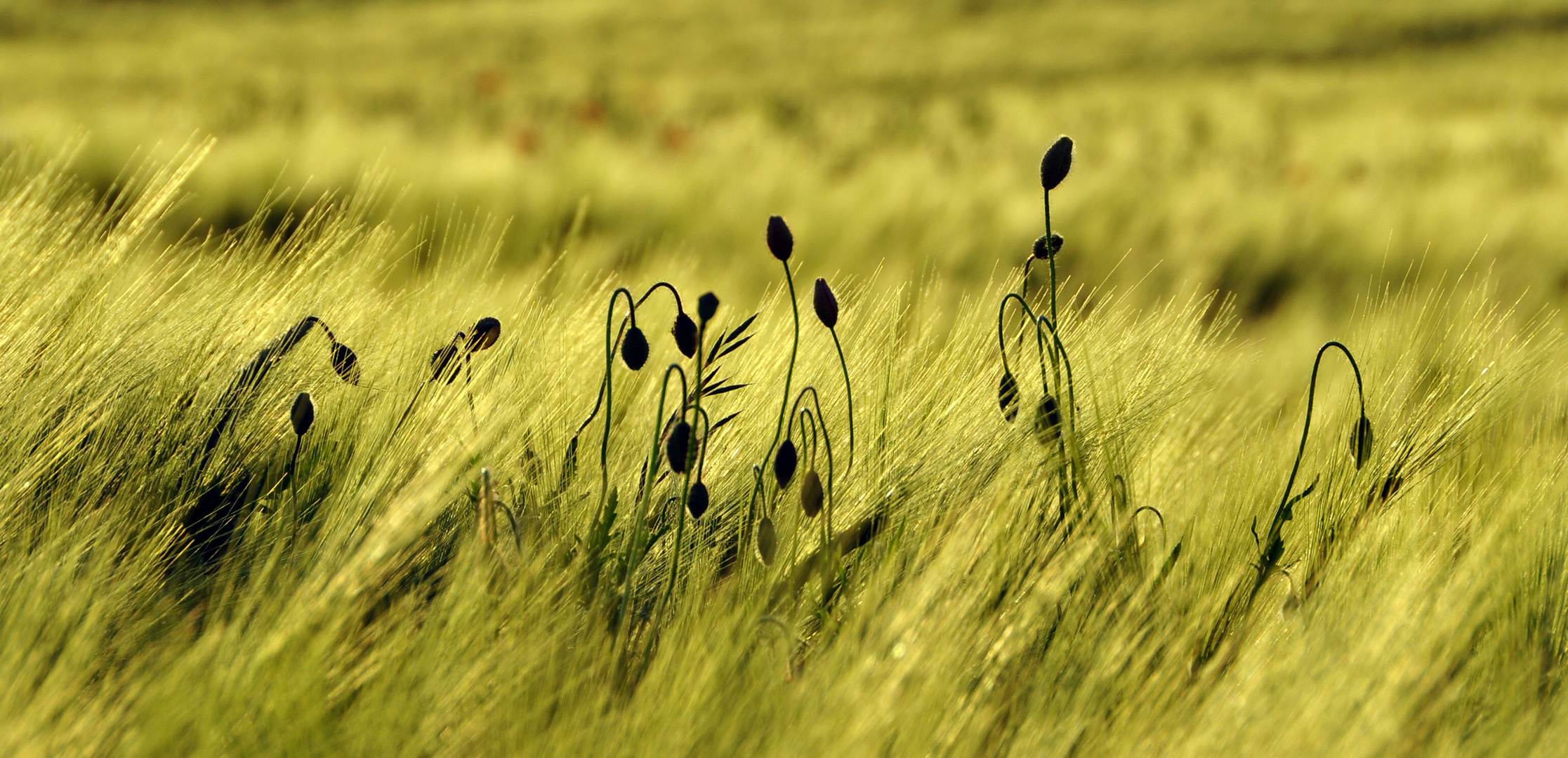 Mohn im Abendlicht