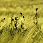 Mohn im Abendlicht