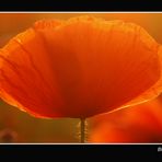 Mohn im Abendlicht