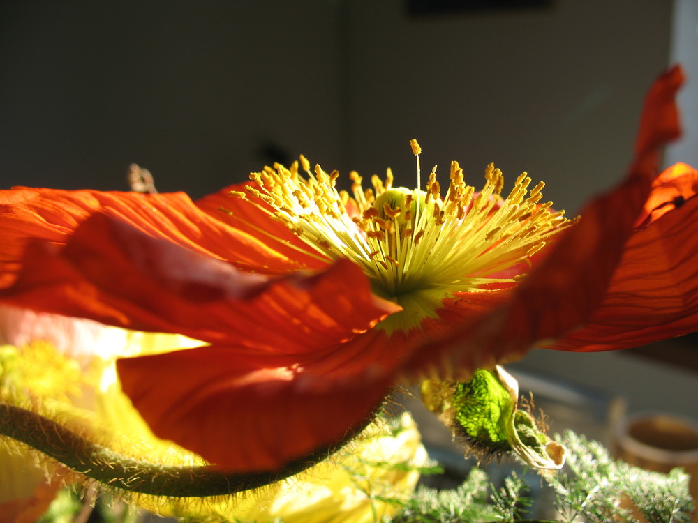 Mohn im Abendlicht