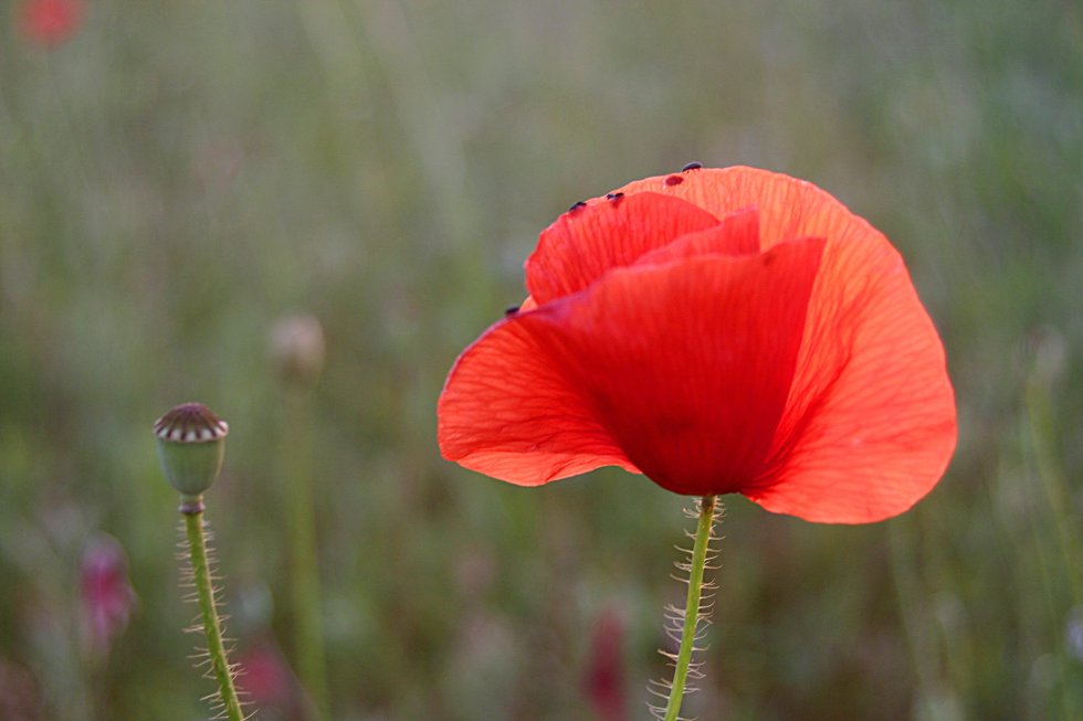 Mohn im Abendlicht