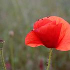 Mohn im Abendlicht