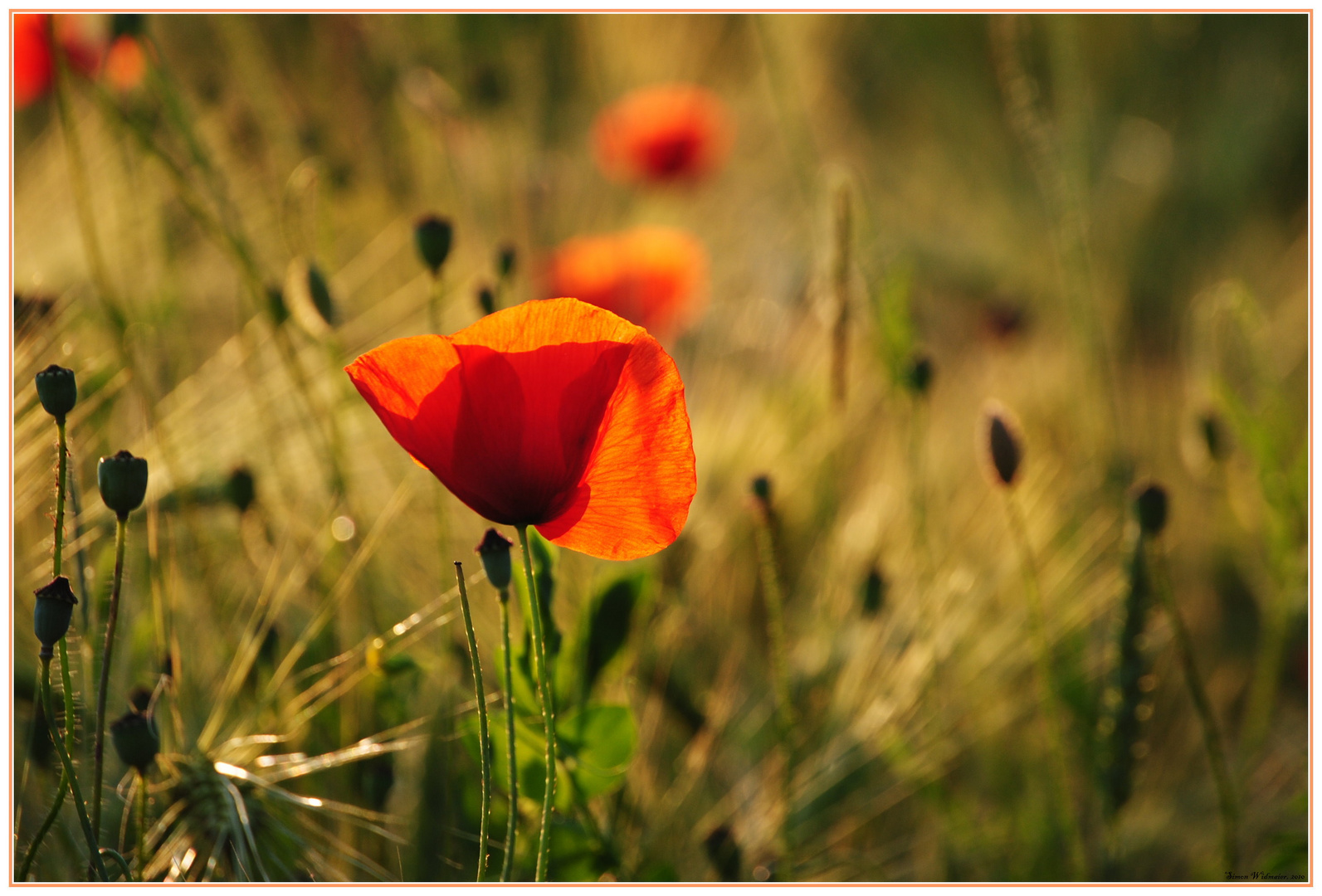 Mohn im Abendlicht