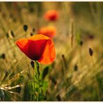 Mohn im Abendlicht