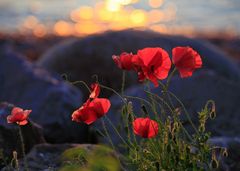 Mohn im Abendlicht