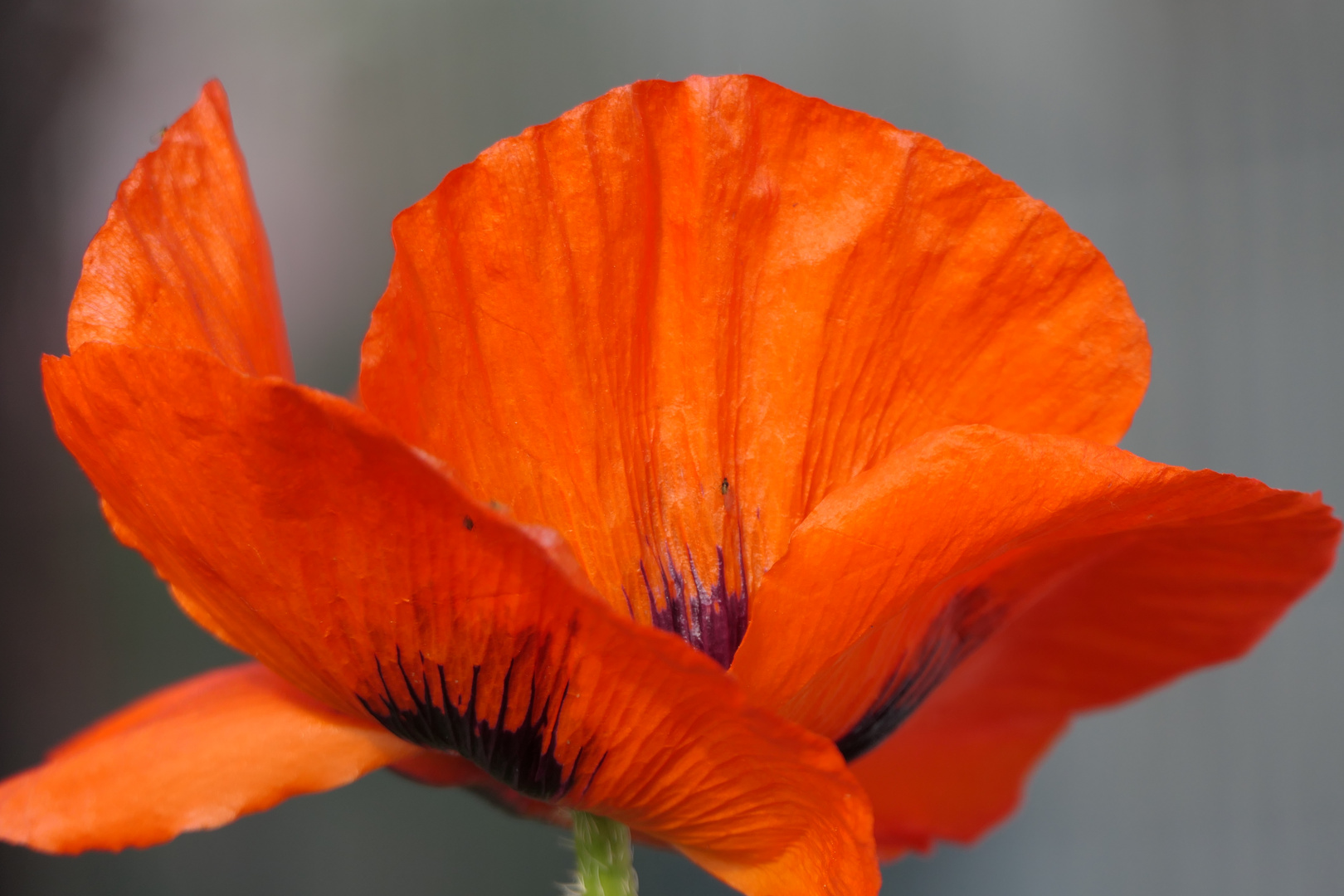 Mohn im Abendlicht