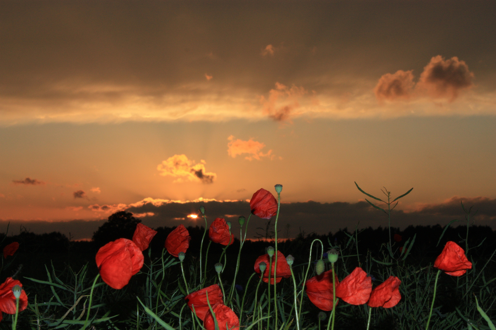 Mohn im Abendlicht