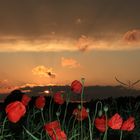 Mohn im Abendlicht