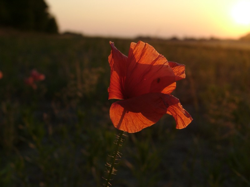 Mohn im Abendrot