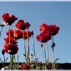 Mohn im Abendschein