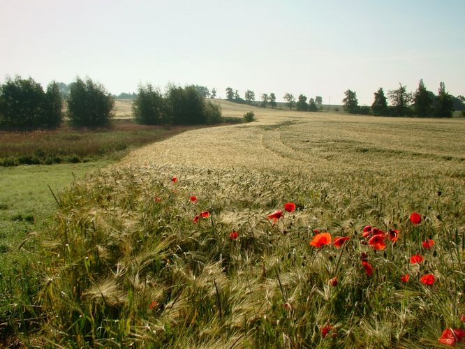 Mohn im Ährenfeld