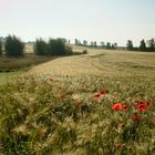 Mohn im Ährenfeld