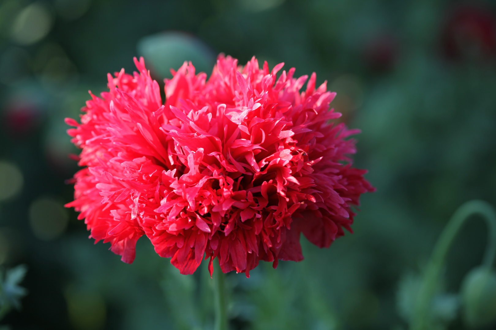 Mohn im Afro-Look