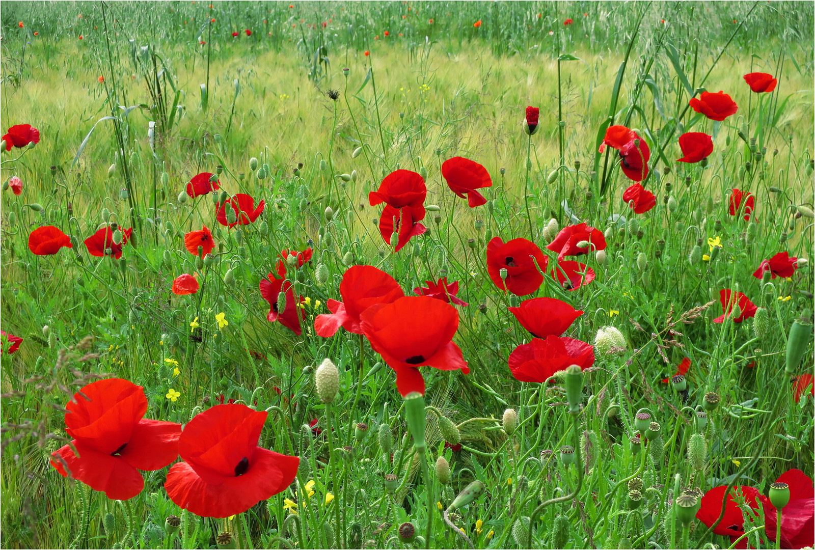 Mohn im Anmarsch