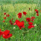 Mohn im Anmarsch