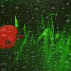 Mohn im Aquarium